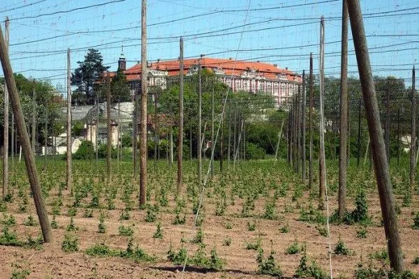 Falkon Wet Hop Ale - Kazbek