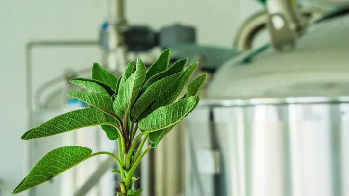 Falkon Sourberry #6: Blueberry & Sage Gose
