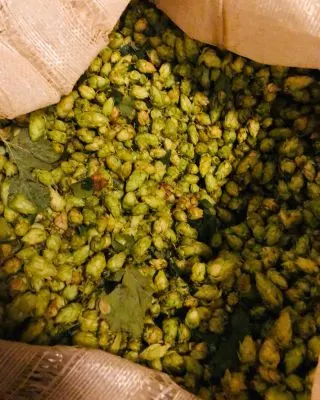 Clock Fresh Hop Sorachi Ace